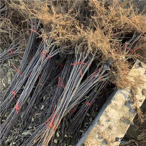 美國八號蘋果苗 基地信息、種植技術與市場報價