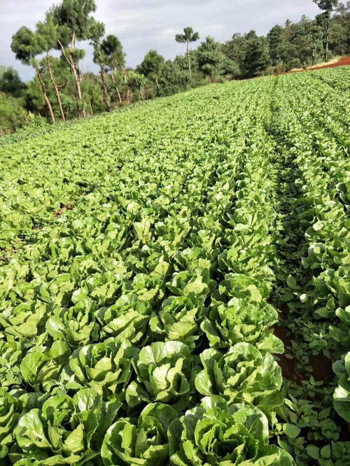 科技賦能生態(tài)農(nóng)業(yè) 天泰農(nóng)業(yè)攜手省農(nóng)科院共建高原苗木產(chǎn)業(yè)新標(biāo)桿