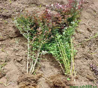 紅葉小檗 觀賞與綠化的優(yōu)選苗木