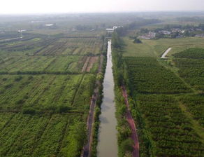 技術(shù)賦能，花木產(chǎn)業(yè)迎變革 苗木種植生產(chǎn)技術(shù)或迎新升級