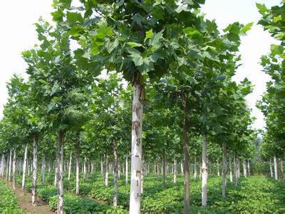 一級白蠟樹市場行情與棗莊苗木種植技術(shù)全解析