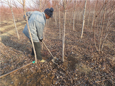 金楓綠化 美國紅楓價(jià)格走勢分析、苗木種植及技術(shù)咨詢一站式服務(wù)