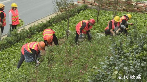 威信長征路景觀綠化節(jié)點(diǎn) 生態(tài)與美學(xué)的融合實(shí)踐