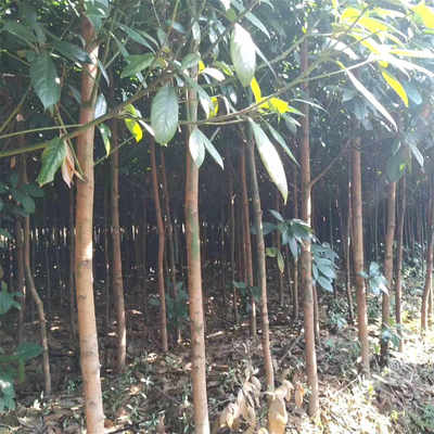 浙江楠苗木市場行情與種植技術(shù)全解析