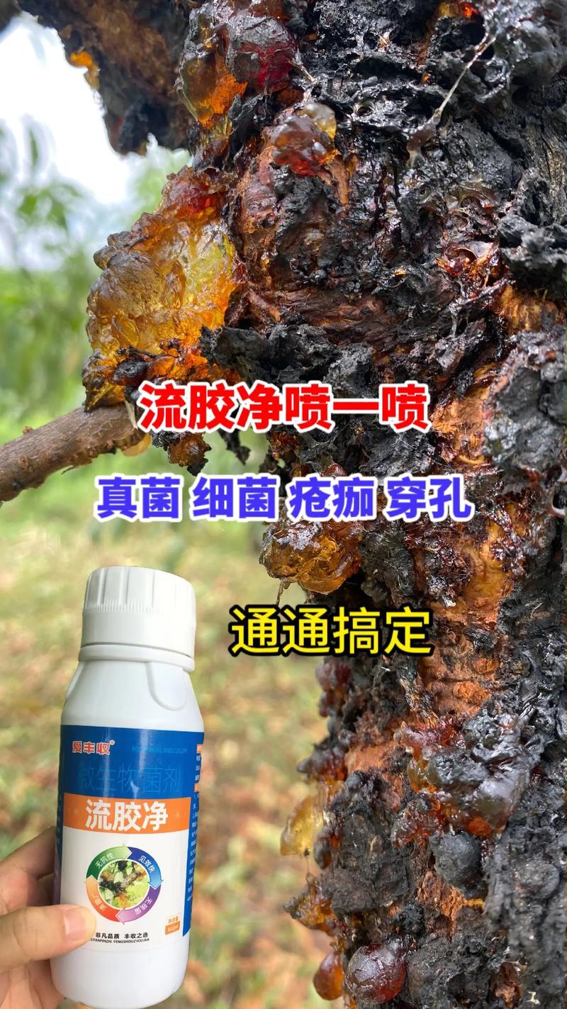 果樹流膠病的科學(xué)防治 揭秘“一噴就靈”的背后真相