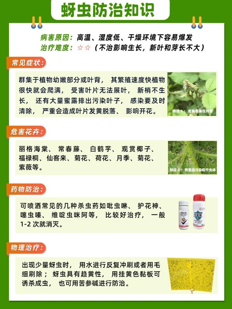 花卉綠植常見蟲害——蚜蟲防治方法指南