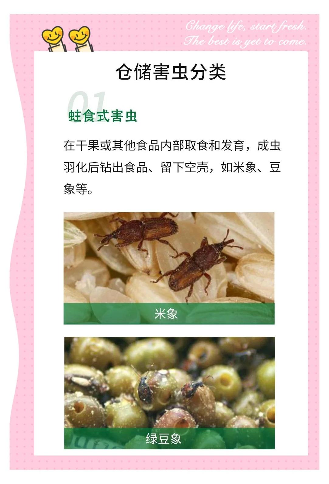 倉儲(chǔ)蟲害防治 從環(huán)境到管理的全方位指南