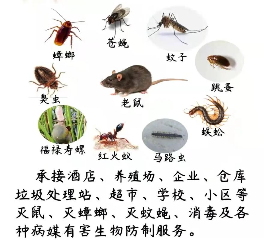守護(hù)家人健康 為什么會(huì)選擇成都東部新區(qū)這家專業(yè)蟲害防治公司？